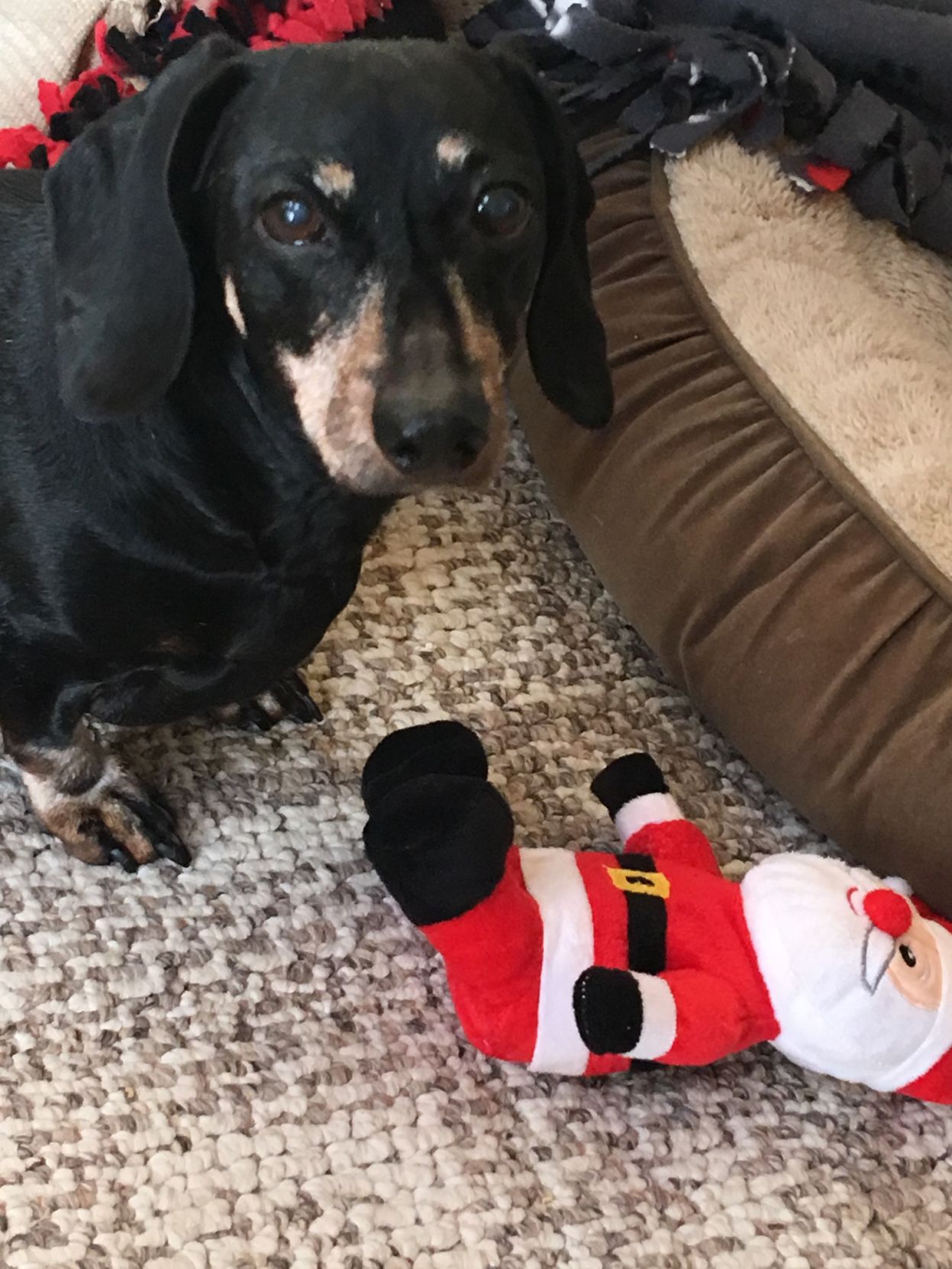 The Times Cutest Pets of Winter 2018